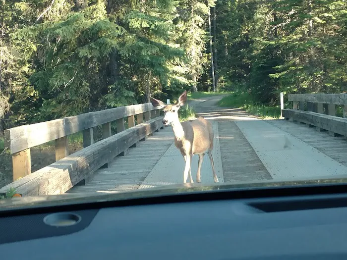 Indian Crossing Campground Picture 6