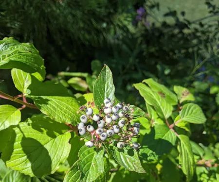 Indian Crossing Campground