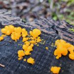 Boise Creek Campground