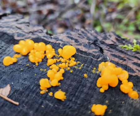 Boise Creek Campground