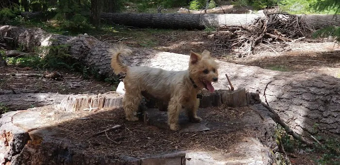 Trail Creek Campground Picture 1