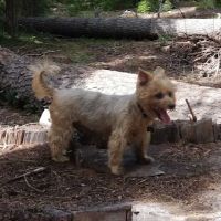 Trail Creek Campground ico