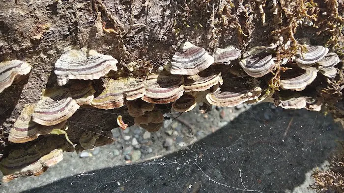 East Fork Campground Picture 1