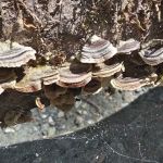 East Fork Campground