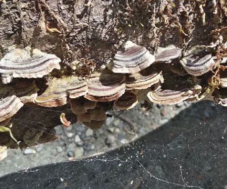 East Fork Campground