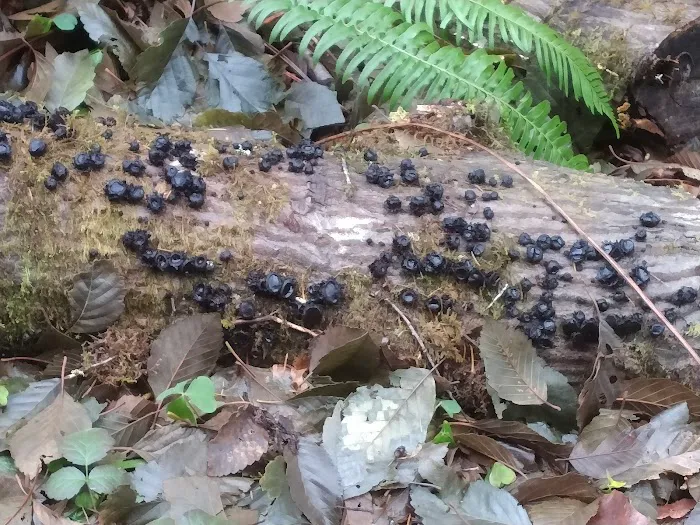 East Fork Campground Picture 5