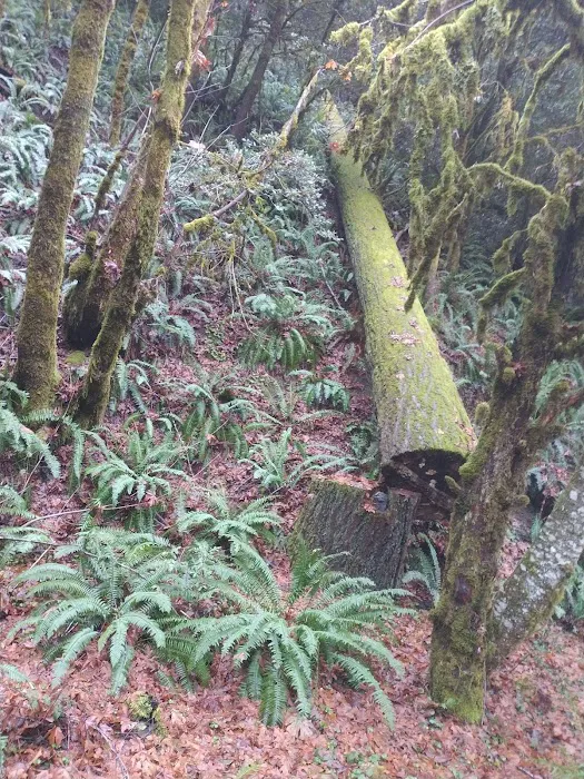 East Fork Campground Picture 10