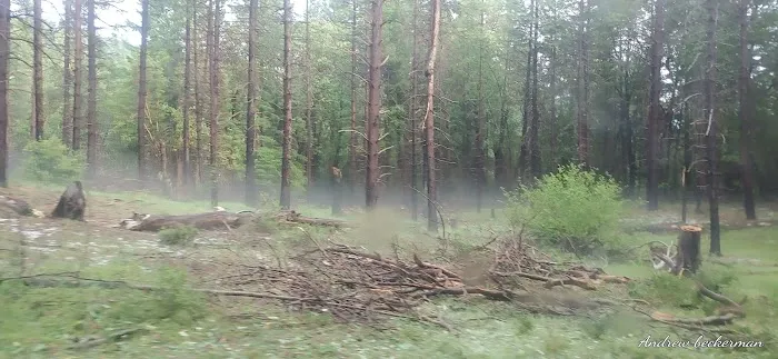 Denny Campground Picture 5