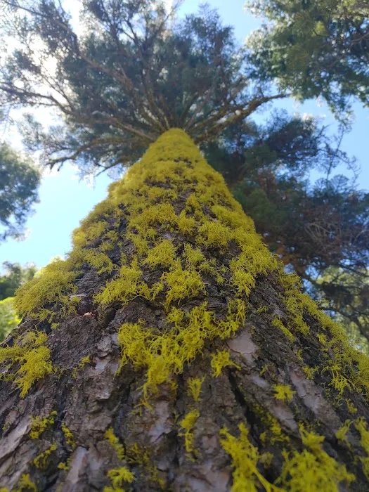 Red Fir Flat Group Campground Picture 1