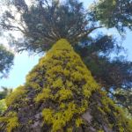 Red Fir Flat Group Campground