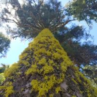 Red Fir Flat Group Campground ico