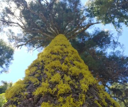 Red Fir Flat Group Campground