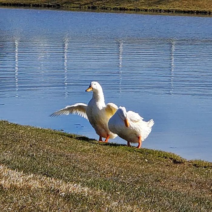 Country Meadows Village Picture 9