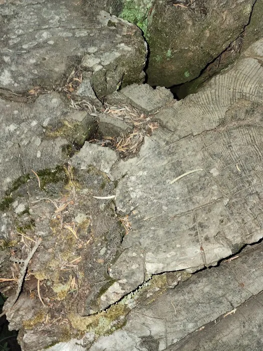 Castle Lake Campground Picture 4