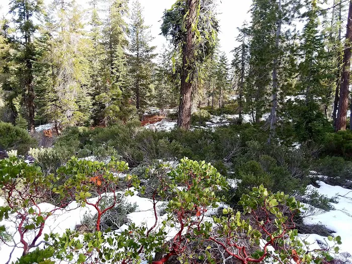 Gumboot Campground Picture 1