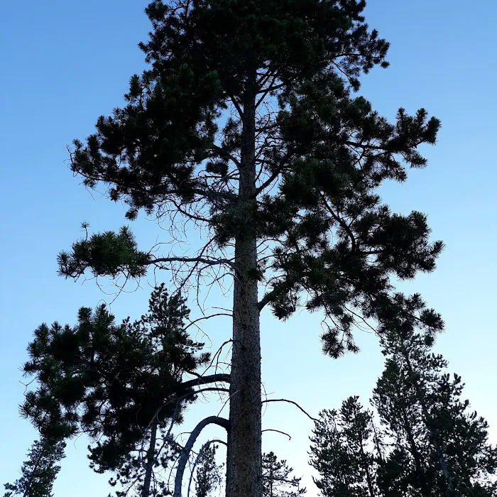 Lowland Campground and Picnic Area Picture 5