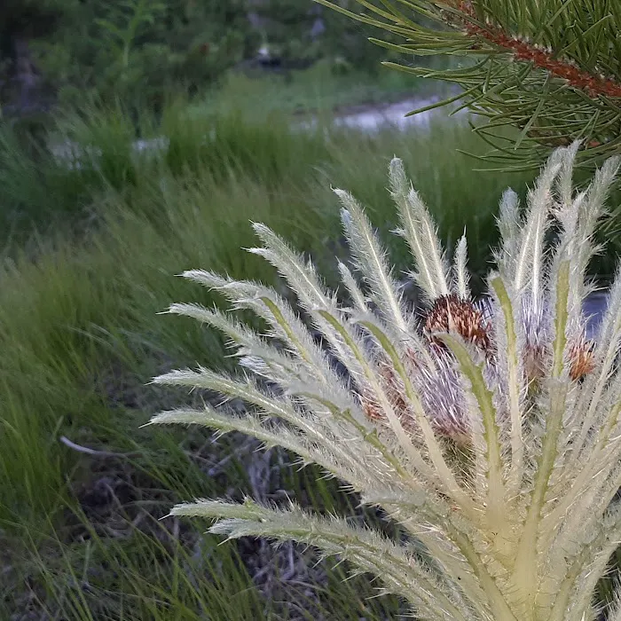 Lowland Campground and Picnic Area Picture 10