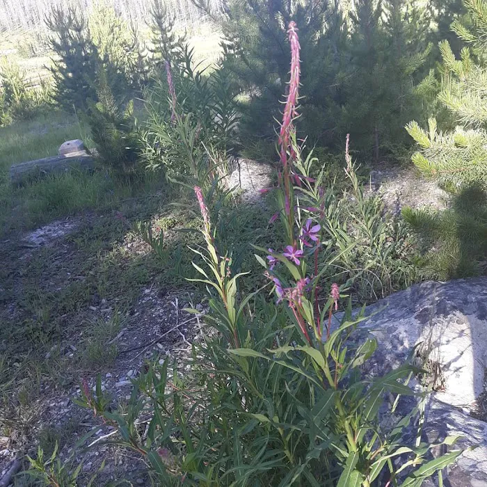 Lowland Campground and Picnic Area Picture 9