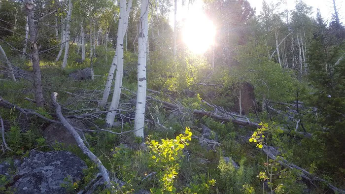 Basin Canyon Campground and Picnic Area Picture 10