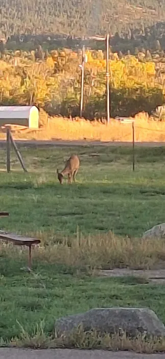 Lewis & Clark County Fairgrounds Campground Picture 5