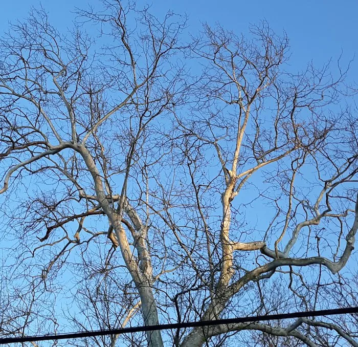 Augusta Homes Picture 8