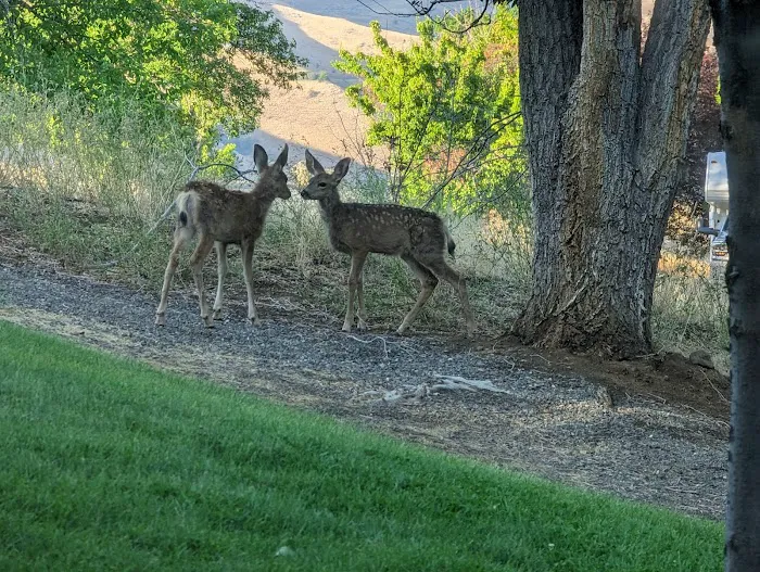 Woodhead Park Campground Picture 9