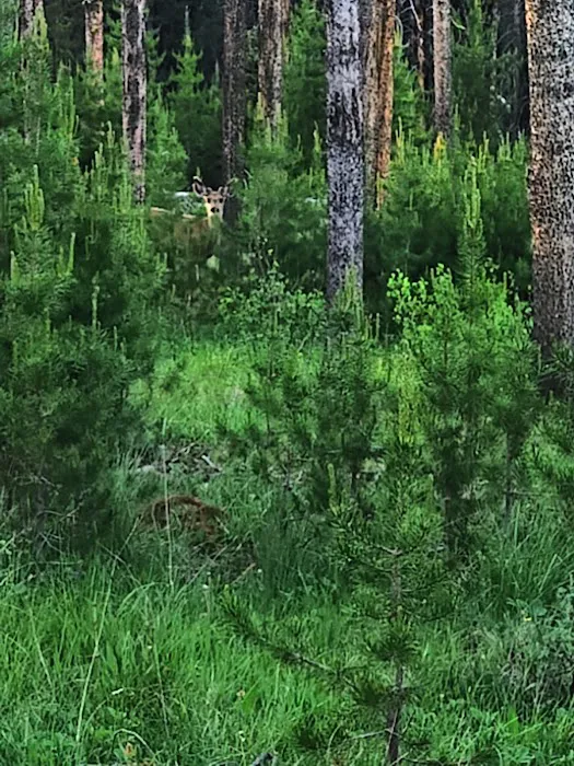 Bear Valley Campground Picture 6
