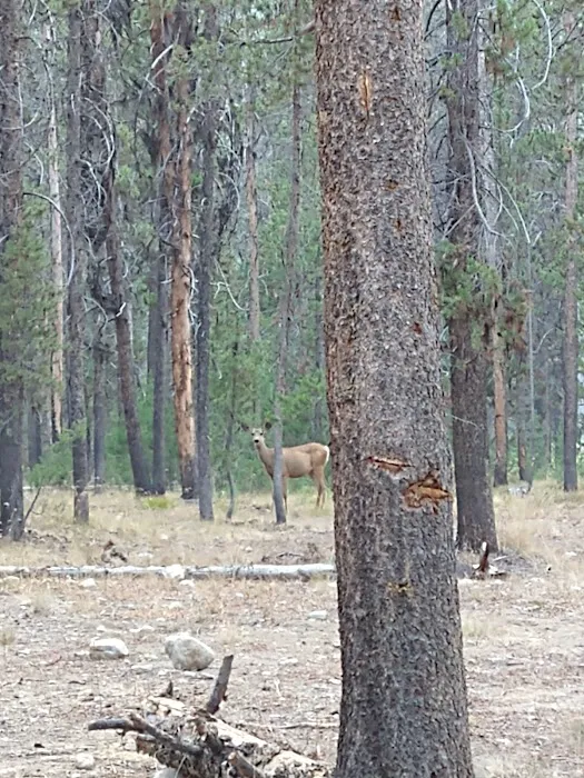 Bear Valley Campground Picture 3