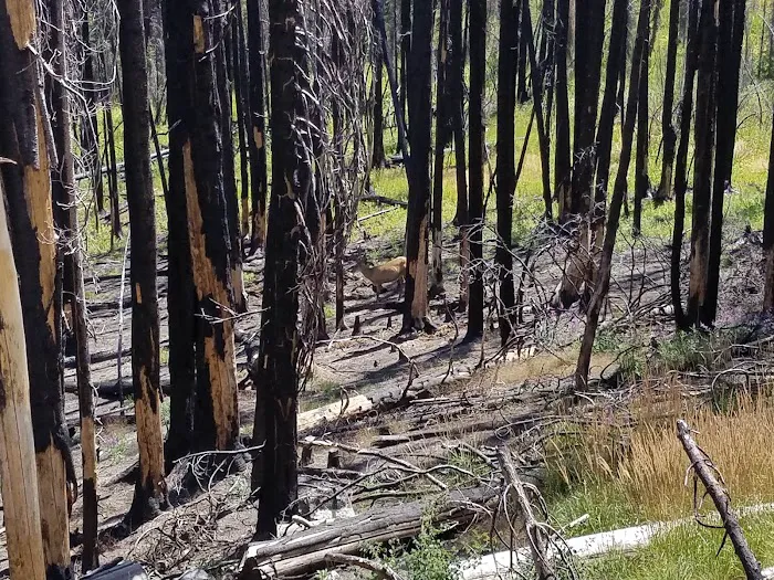 Bear Valley Campground Picture 9