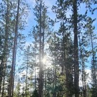 Bench Creek Campground ico