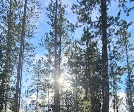 Bench Creek Campground