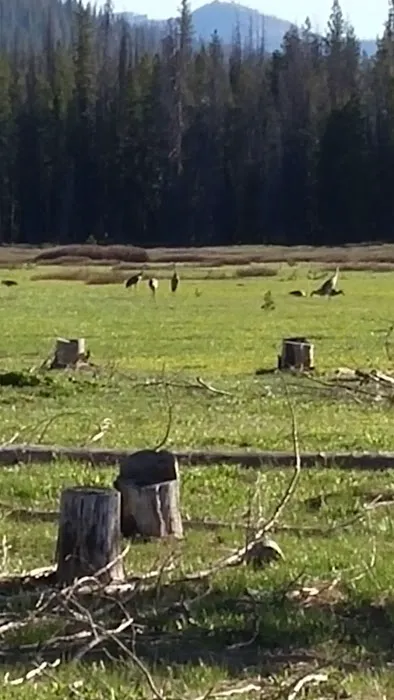 Bench Creek Campground Picture 6