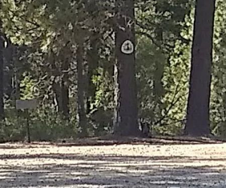 Scott Mountain Campground