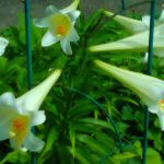 Greenbriar Mobile Park