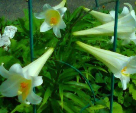 Greenbriar Mobile Park