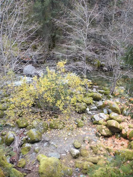 Ripstein Campground Picture 5