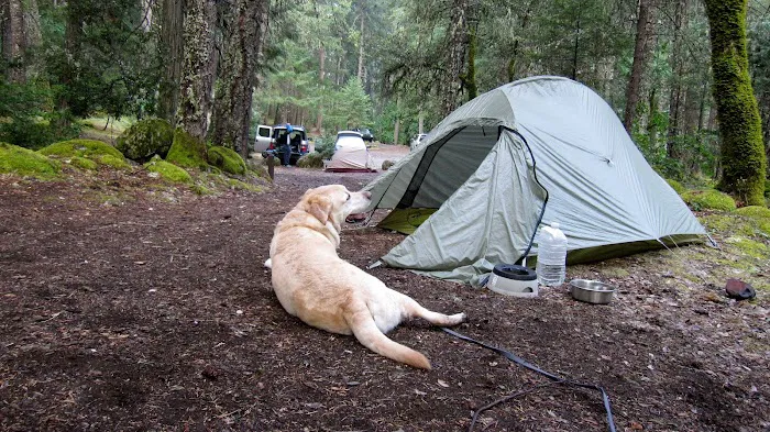 Ripstein Campground Picture 6