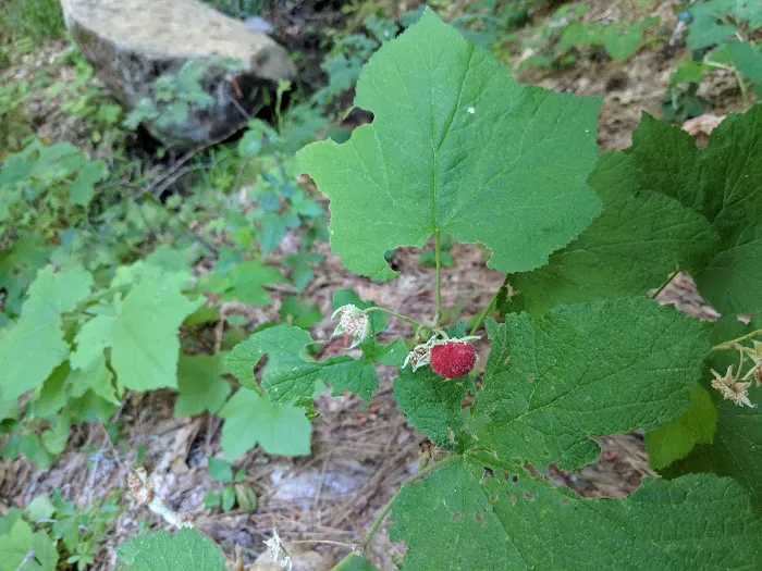 Horse Flat Cg-f Picture 5