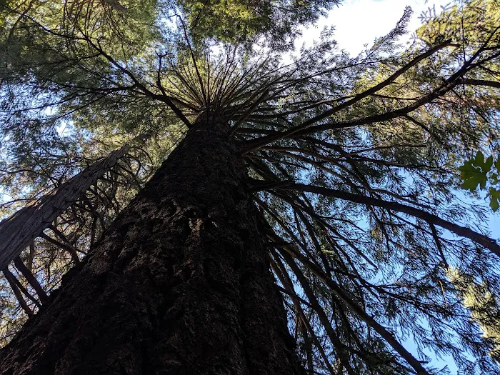 Horse Flat Cg-f Picture 1