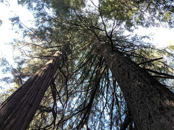 Horse Flat Cg-f Picture 8