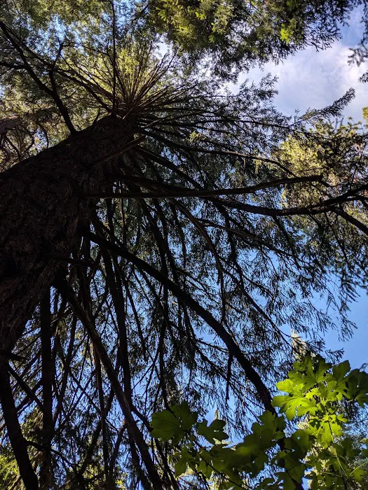 Horse Flat Cg-f Picture 4