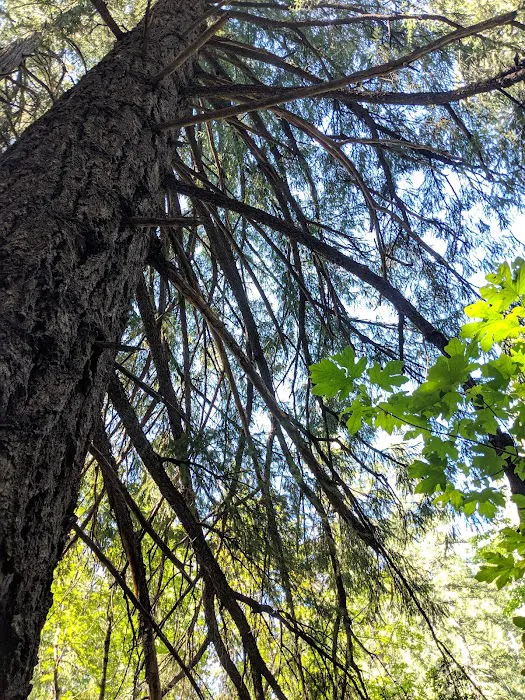 Horse Flat Cg-f Picture 3