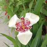 Spring Valley Mobile Home Park