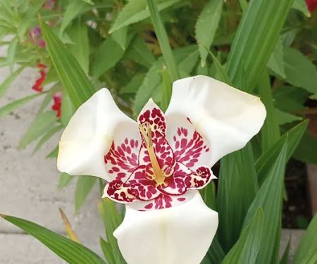 Spring Valley Mobile Home Park