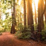 Whites Bar Picnic Area