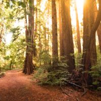 Whites Bar Picnic Area ico