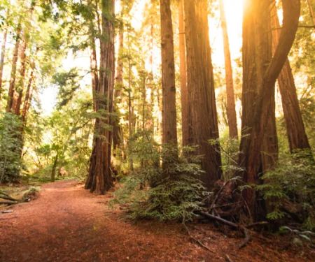 Whites Bar Picnic Area