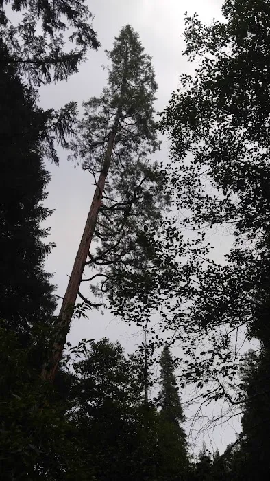 Rush Creek Campground Picture 3