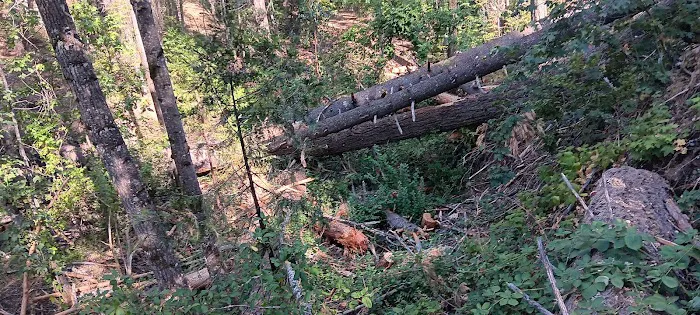 East Weaver Campground Picture 9