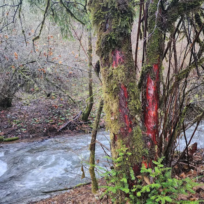 Madrone Campground Picture 4